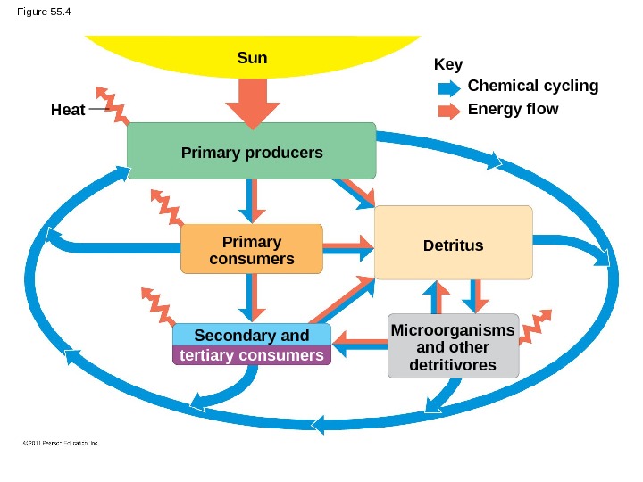 Key Chemical cycling Energy flow. Sun Heat Primary producers Primary consumers Secondary and tertiary