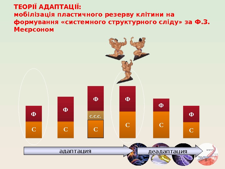 ТЕОРІЇ АДАПТАЦІЇ: мобілізація пластичного резерву клітини на формування «системного структурного сліду» за Ф. З.