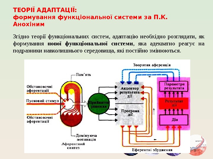 ТЕОРІЇ АДАПТАЦІЇ: формування функціональної системи за П. К.  Анохіним Згідно теорії функціональних систем,