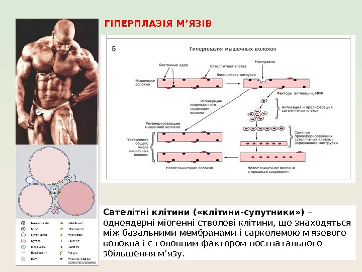 ГІПЕРПЛАЗІЯ М’ЯЗІВ Сателітні клітини ( «клітини-супутники» ) – одноядерні міогенні стволові клітини, що знаходяться