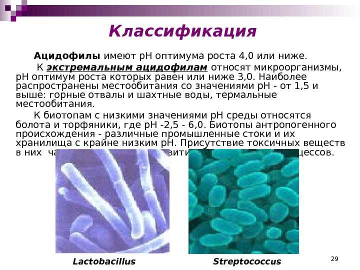 К микроорганизмам относятся. Ацидофилы нейтрофилы растения. Ацидофильные микроорганизмы. Ацидофилы бактерии. Ацидофильные бактерии примеры.