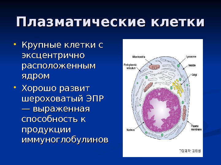 Плазматические клетки Крупные клетки с эксцентрично расположенным ядром Хорошо развит шероховатый ЭПР — выраженная