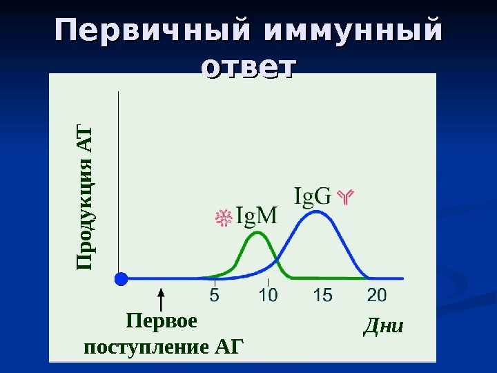 Первичный иммунный ответ Первое поступление АГ Дни. П р о д у к ц