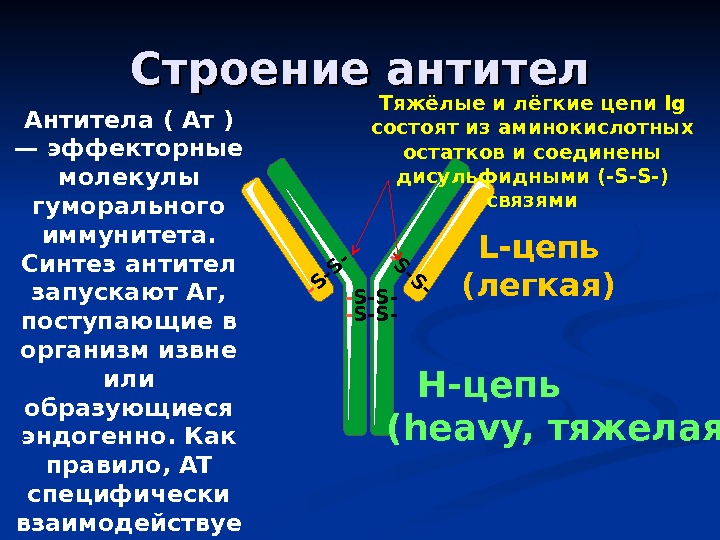 Строение антител H- цепь   ( heavy,  тяжелая)L- цепь (легкая) - S-S--S-S-Антитела