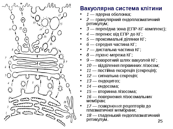   25 Вакуолярна система клітини • 1 — ядерна оболонка;  • 2