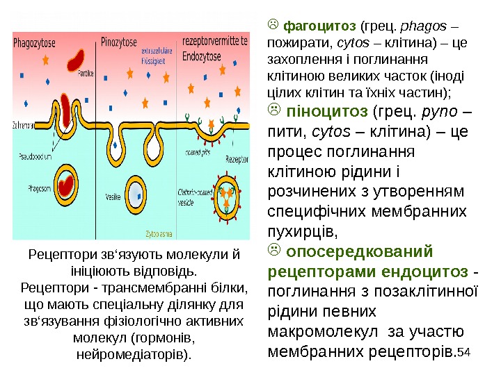   54  фагоцитоз (грец.  phagos – пожирати,  cytos – клітина)