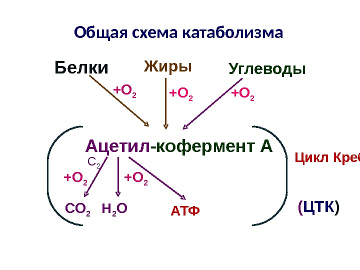 Общая схема катаболизма Белки Жиры Углеводы  +О 2  Н 2 ОАцетил -кофермент