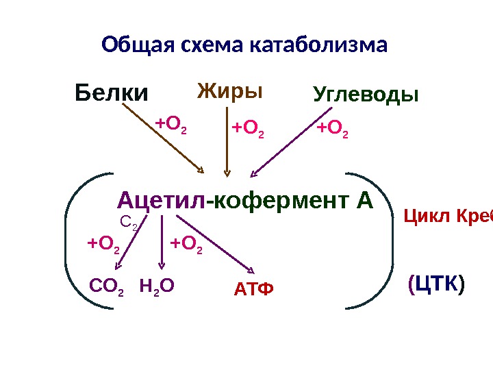 Синтез углеводов и белка. Катаболизм углеводов. Углевод АТФ.