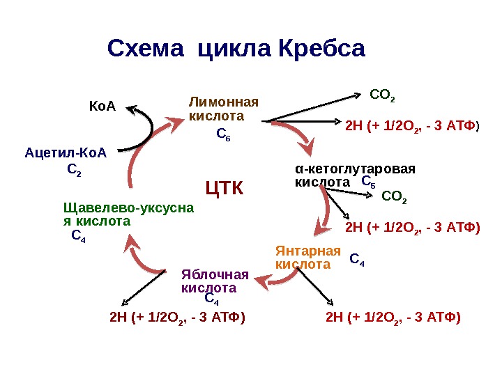   Схема цикла Кребса Ацетил-Ко. А Лимонная кислота Янтарная кислота α -кетоглутаровая кислота