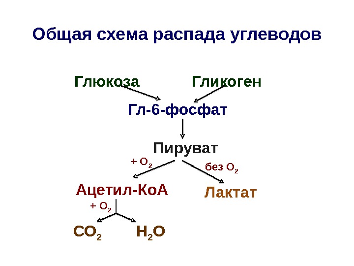 Общая схема распада углеводов     Глюкоза   Гликоген Гл-6 -фосфат