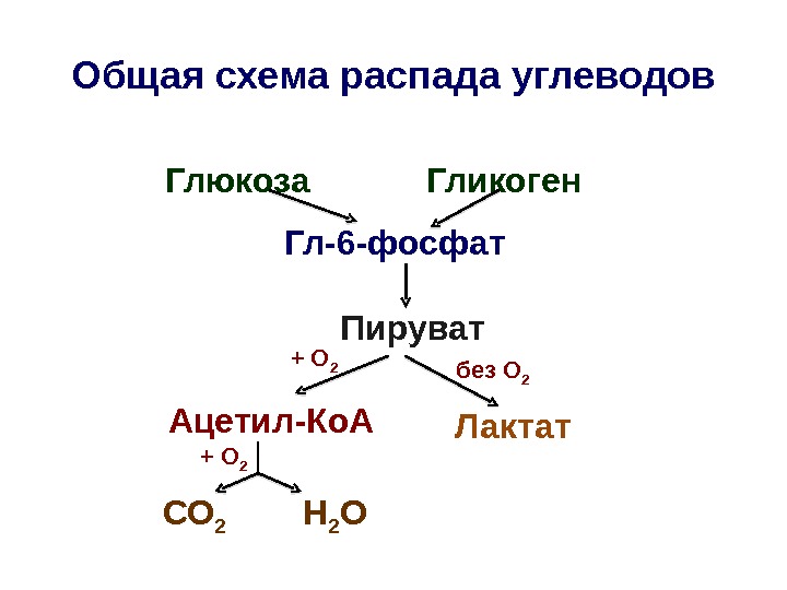 Аэробный распад глюкозы схема