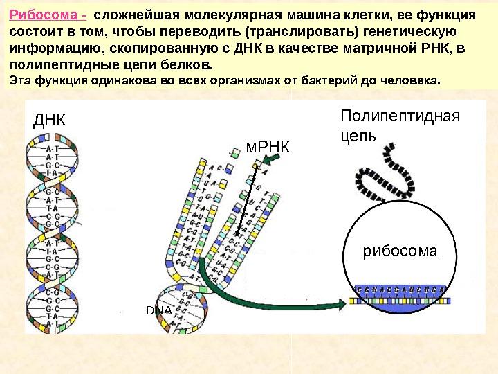 Рибосома - сложнейшая молекулярная машина клетки, ее функция состоит в том, чтобы переводить (транслировать)