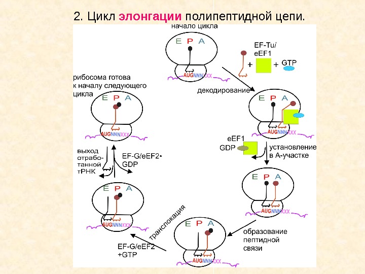 2.  Цикл элонгации полипептидной цепи. 