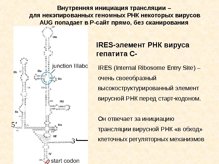 IRES- элемент РНК вируса гепатита С-  IRES (Internal Ribosome Entry Site) – очень
