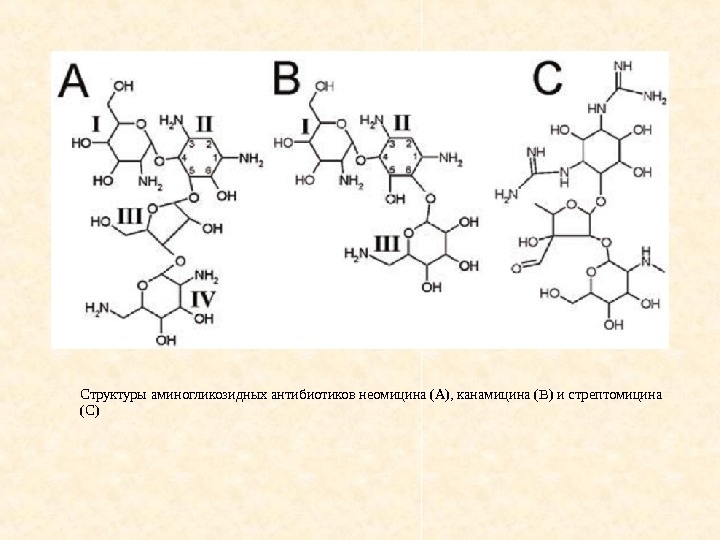 Структуры аминогликозидных антибиотиков неомицина (А), канамицина (В) и стрептомицина (С) 