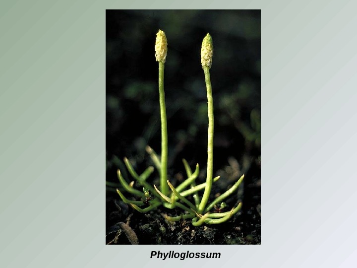 Phylloglossum 