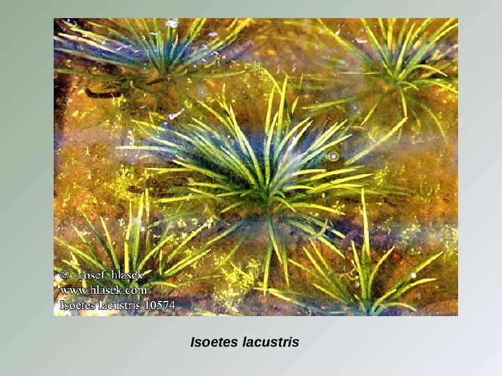 Isoetes  lacustris 