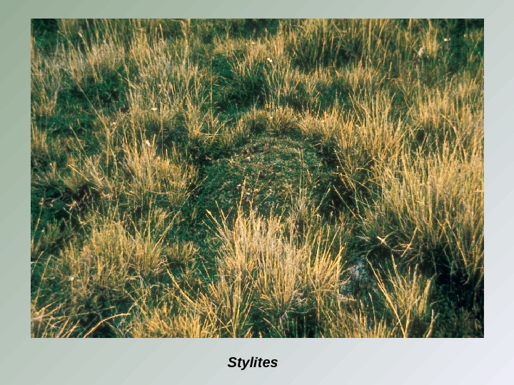 Stylites 