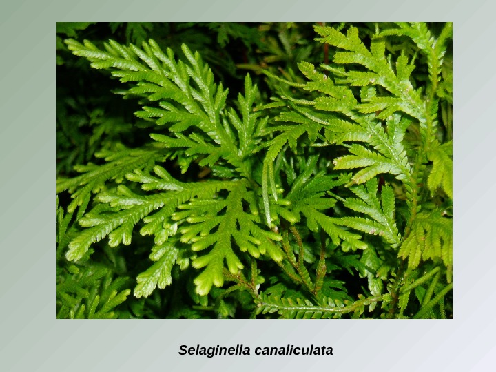 Selaginella  canaliculata 