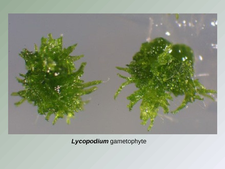 Lycopodium  gametophyte 