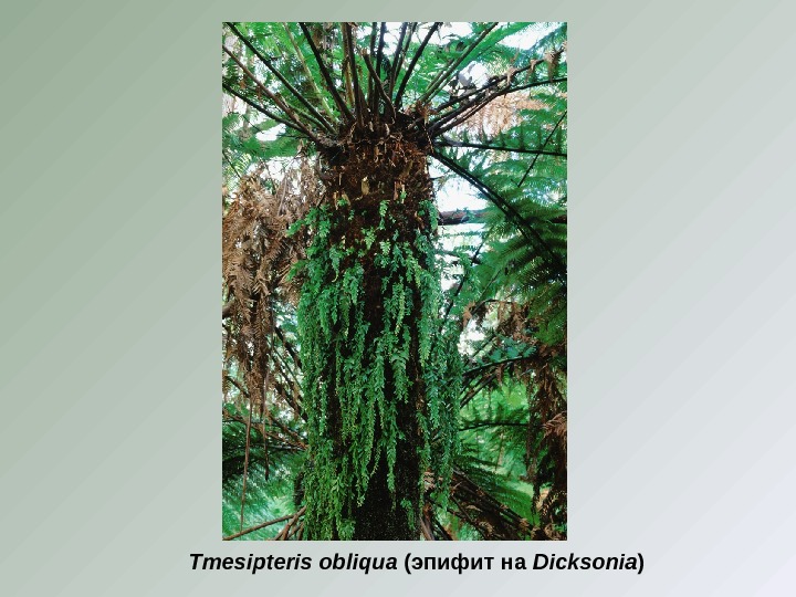Tmesipteris obliqua ( эпифит на Dicksonia ) 