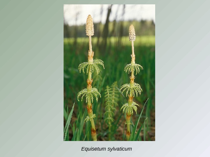 Equisetum sylvaticum 