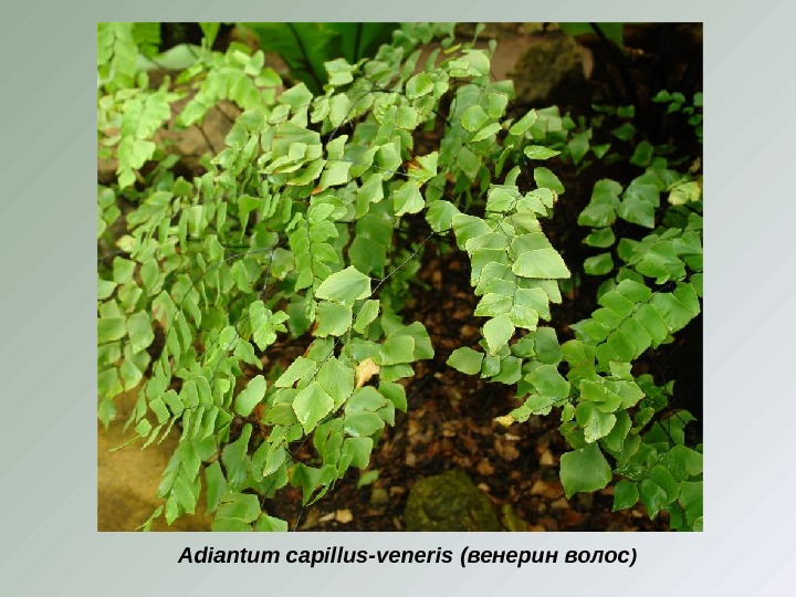 Adiantum capillus-veneris (венерин волос ) 