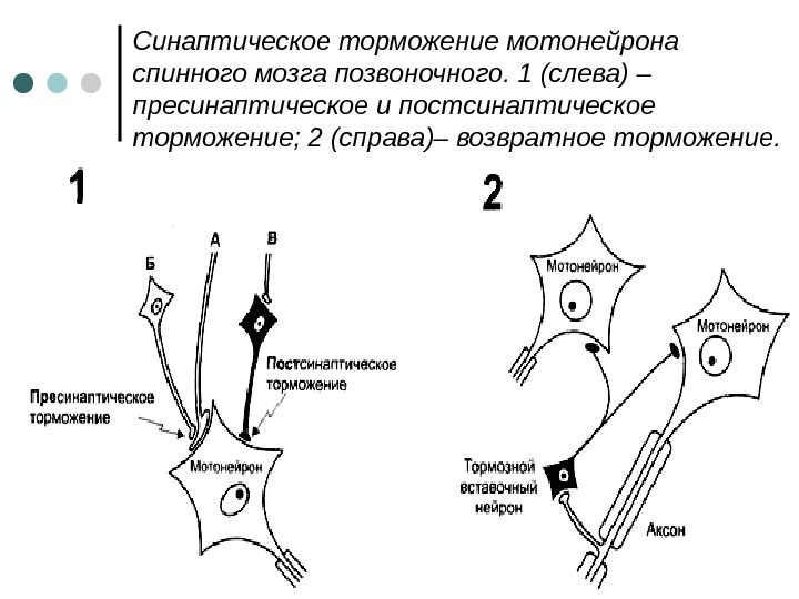 Синаптическое торможение мотонейрона спинного мозга позвоночного. 1 (слева) – пресинаптическое и постсинаптическое торможение; 2