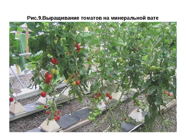 Рис. 9. Выращивание томатов на минеральной вате 