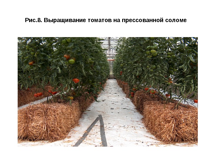 Рис. 8. Выращивание томатов на прессованной соломе 