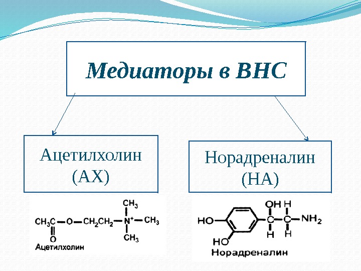 Медиаторы в ВНС Ацетилхолин (АХ) Норадреналин (НА) 