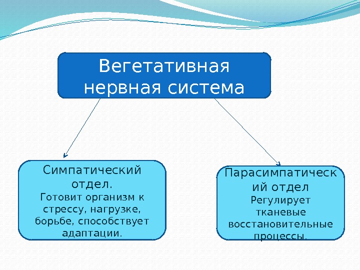 Вегетативная нервная система Симпатический отдел. Готовит организм к стрессу, нагрузке,  борьбе, способствует адаптации.