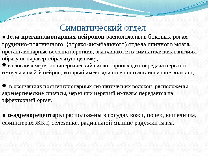 Симпатический отдел. ● Тела преганглионарных нейронов расположены в боковых рогах грудинно-поясничного (торако-люмбального) отдела спинного