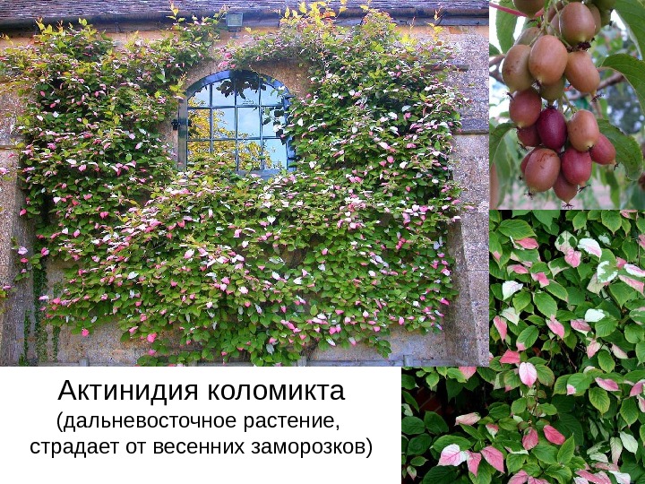 Актинидия коломикта (дальневосточное растение,  страдает от весенних заморозков) 
