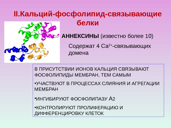 II. Кальций-фосфолипид-связывающие белки АННЕКСИНЫ (известно более 10) В ПРИСУТСТВИИ ИОНОВ КАЛЬЦИЯ СВЯЗЫВАЮТ  ФОСФОЛИПИДЫ