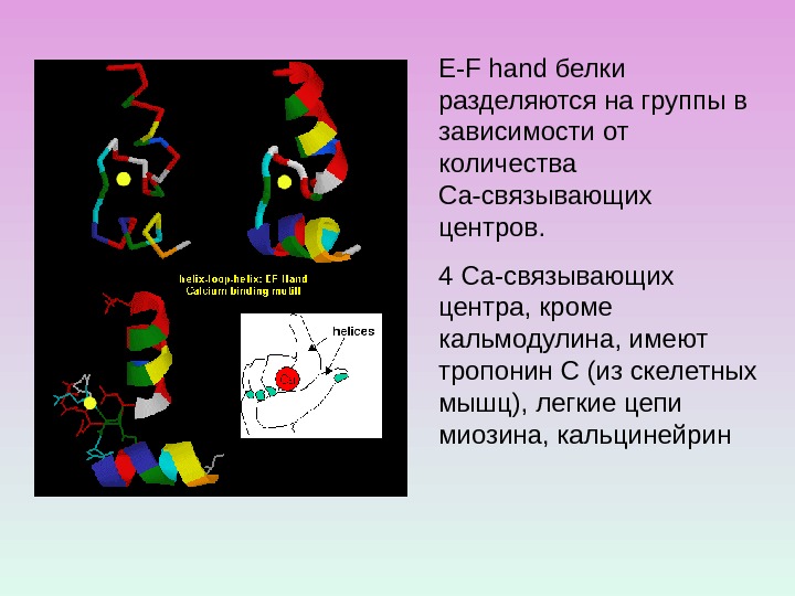 E - F  hand белки разделяются на группы в зависимости от количества Са-связывающих