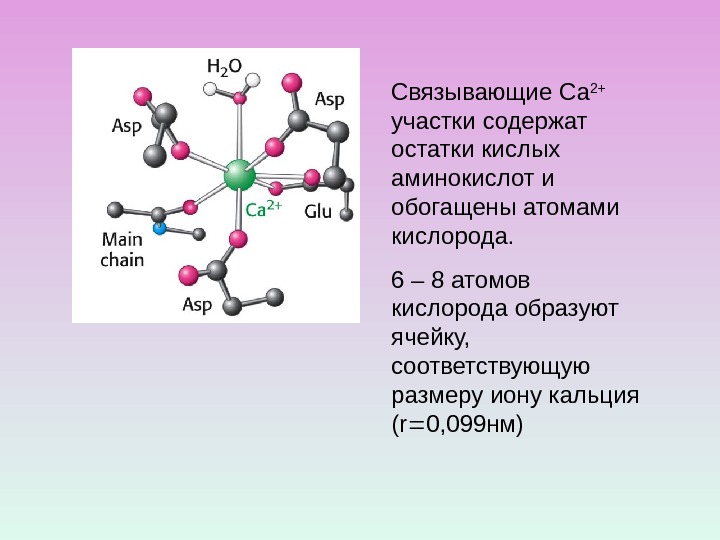 Связывающие Са 2+  участки содержат остатки кислых аминокислот и обогащены атомами кислорода. 6