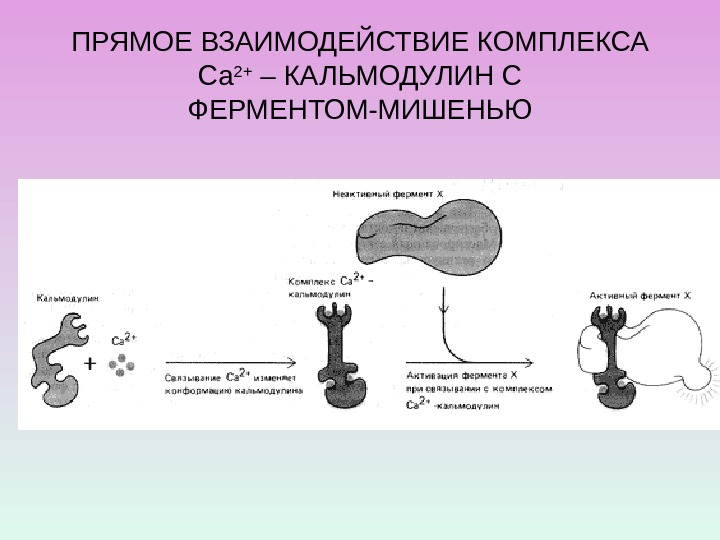 ПРЯМОЕ ВЗАИМОДЕЙСТВИЕ КОМПЛЕКСА Са 2+ – КАЛЬМОДУЛИН С ФЕРМЕНТОМ-МИШЕНЬЮ  