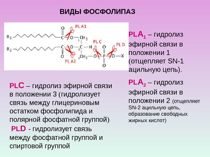 PL А 1 – гидролиз эфирной связи в положении 1  ( отщепляет SN-1