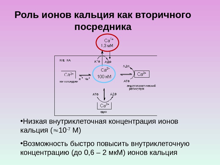 Роль ионов кальция как вторичного посредника • Низкая внутриклеточная концентрация ионов кальция ( 10