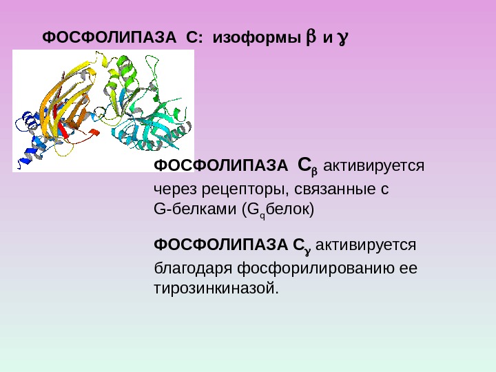 ФОСФОЛИПАЗА С:  изоформы  и  ФОСФОЛИПАЗА  С  активируется через рецепторы,