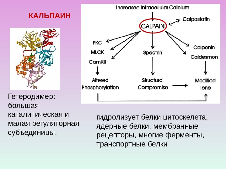 КАЛЬПАИН Гетеродимер:  большая каталитическая и  малая регуляторная субъединицы. гидролизует белки цитоскелета, 