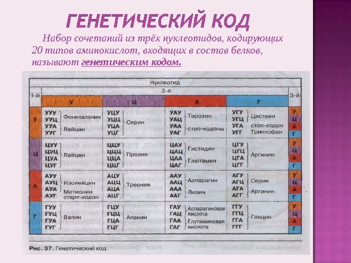 Количество триплетов генетического кода кодирующих аминокислоты. Генетический код. Таблица генетического кода. Генетический код нуклеотиды. Таблица генетического кода белка.