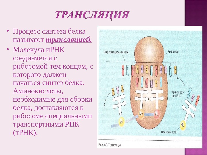 Синтез белка таблица