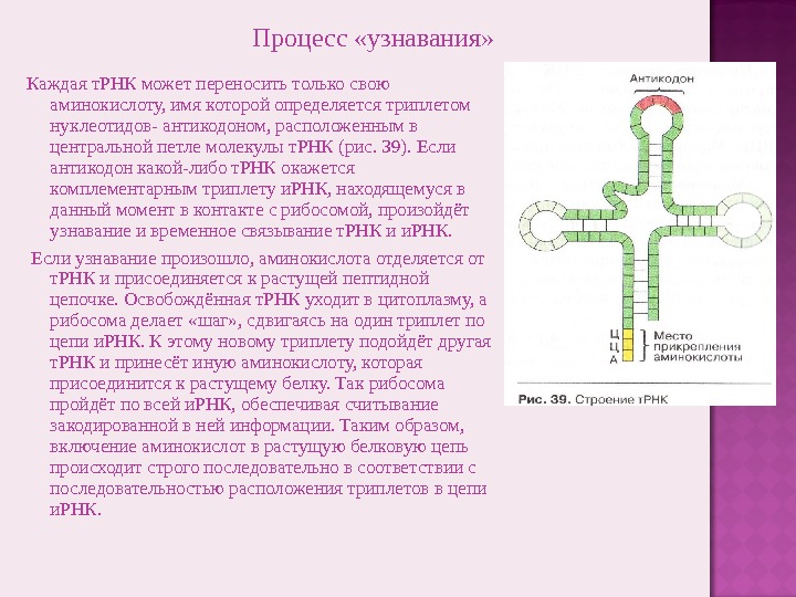 Центральная петля т РНК. Какую кислоту будет переносить ТРНК С антикодоном 5гцуз. Антикодон т-РНК. ТРНК С аминокислотой.