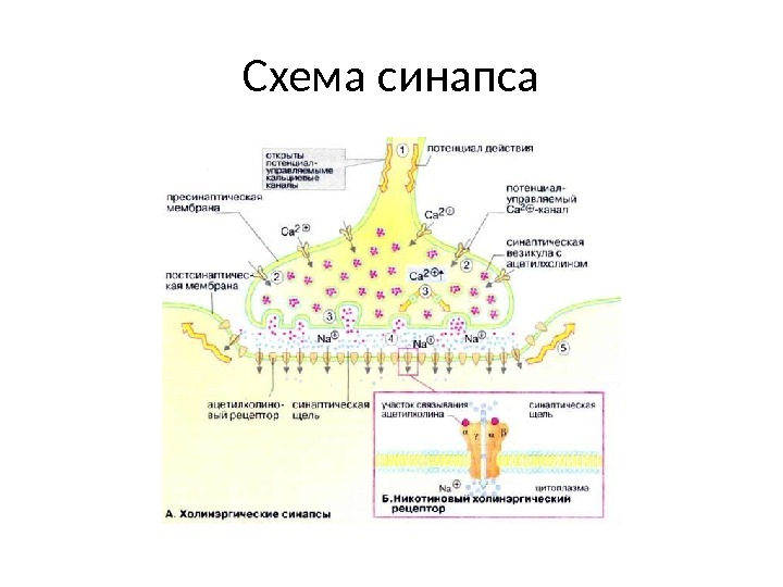 Схема синапса 