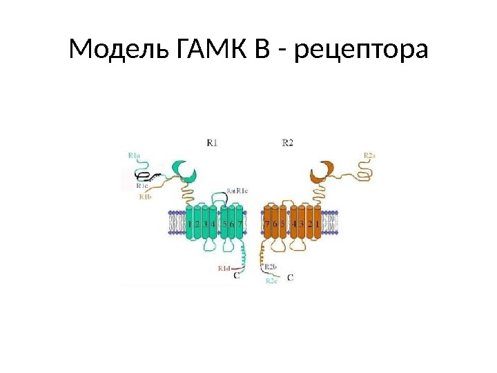 Модель ГАМК В - рецептора 