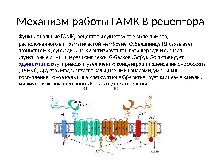 Механизм работы ГАМК В рецептора Функциональные ГАМК B -рецепторы существуют в виде димера, 