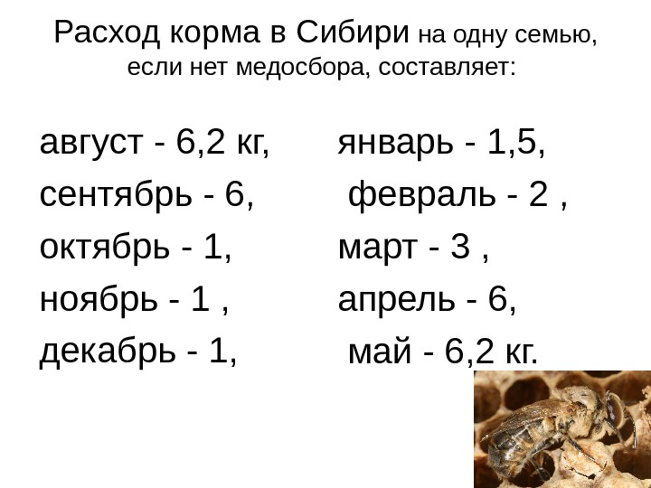 Расход корма в Сибири на одну семью,  если нет медосбора, составляет:  август