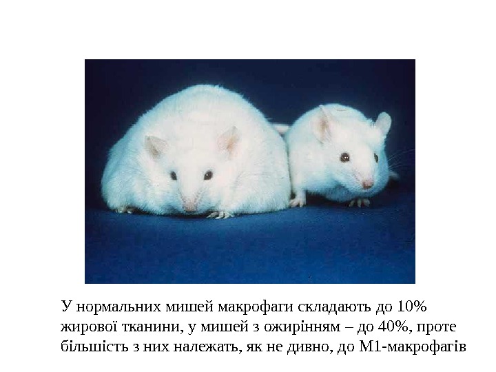 У нормальних мишей макрофаги складають до 10 жирової тканини, у мишей з ожирінням –